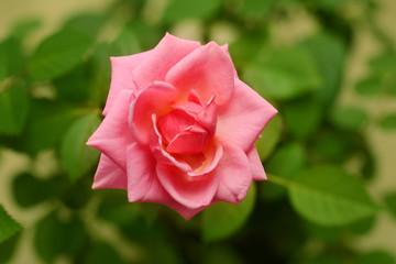 Rose flower close up against the background of green leaves