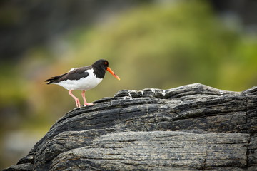 Haematopus ostralegus. Runde Island. Norway's wildlife. Beautiful picture. From the life of birds. Free nature. Runde Island in Norway. Scandinavian wildlife. North of Europe. Picture. Seashore. A won