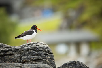 Haematopus ostralegus. Runde Island. Norway's wildlife. Beautiful picture. From the life of birds. Free nature. Runde Island in Norway. Scandinavian wildlife. North of Europe. Picture. Seashore. A won