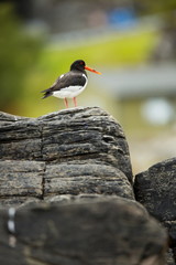 Haematopus ostralegus. Runde Island. Norway's wildlife. Beautiful picture. From the life of birds. Free nature. Runde Island in Norway. Scandinavian wildlife. North of Europe. Picture. Seashore. A won