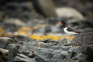 Haematopus ostralegus. Runde Island. Norway's wildlife. Beautiful picture. From the life of birds. Free nature. Runde Island in Norway. Scandinavian wildlife. North of Europe. Picture. Seashore. A won