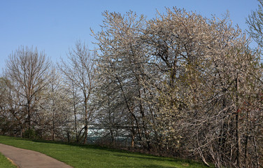 Obraz premium road in the forest at Niagara Falls