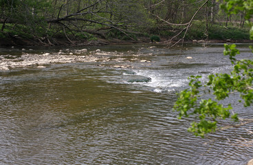 river in the forest in Ohio