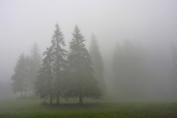 Many trees in the fog