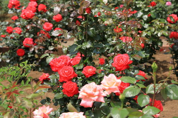 智光山公園のバラ