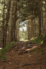 Obraz premium Tunnel view forest with background light in Pyrenees, Spain