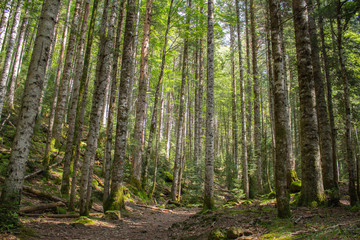 Tall forest with trekking path and leaves