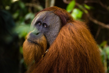A wild male orang-utan in Sumatra