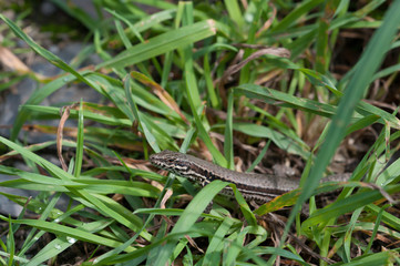 Mauereidechse versteckt im Gras
