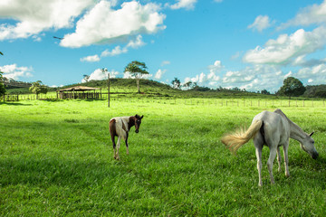Fototapeta na wymiar cavalo, fazenda