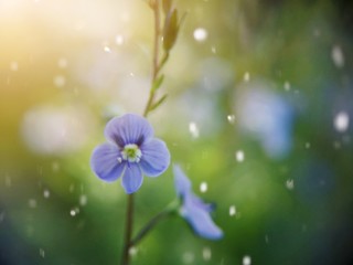 Fototapeta na wymiar blue flowers on green background