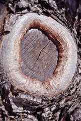 Fototapeta premium Large old tree stump texture close up with sawn branch close up detail, natural organic texture backgroundLarge old tree stump texture close up with sawn branch close up detail, natural organic textur