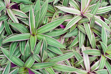 Oyster plant leaves pattern, Tradescantia spathacea crowded on garden
