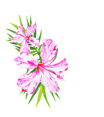 Watercolor Hawaiian pink hibiscus flowers isolated on white