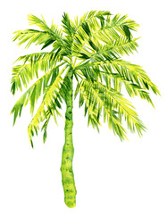 Beautiful sunny watercolor palm tree isolated on white. coconut tree on the beach.