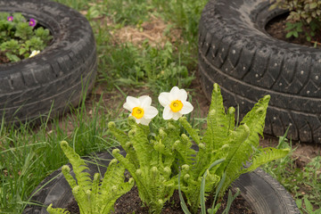 old car tires can be used as flower beds, fences, and not only