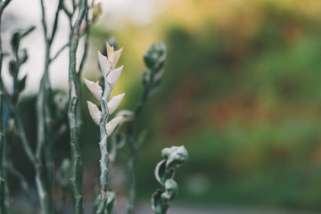 Leaves in nature, colorful, green, yellow, and in the morning at sunrise, light shines down Plants in and natural trees Used as a background image Or add more
