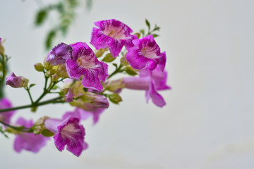 Obraz premium pink-purple flower on white background, beautiful flower close-up.