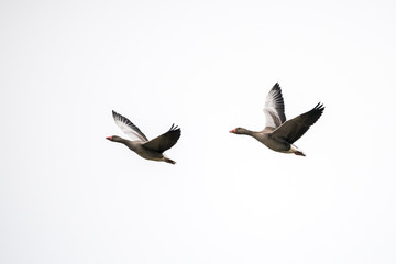 zwei Gänse fliegend im hellen Himmel