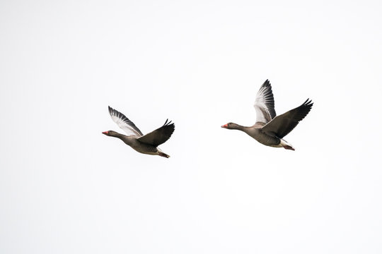 zwei G&auml;nse fliegend im hellen Himmel