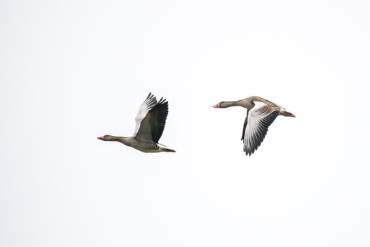 zwei G&auml;nse fliegend im hellen Himmel