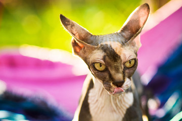  sphynx cat licking nose with tongue, ears turned sideways back