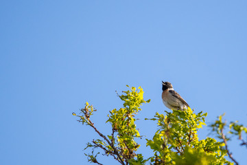 Schwarzkehlchen sitzend im Baum vor blauem Himmel