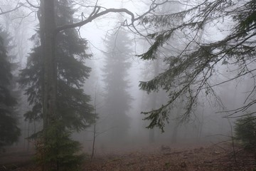 The foggy rainy forest