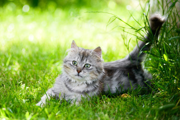 Naklejka na ściany i meble grey fluffy silly face cat hunting in grass chasing toy