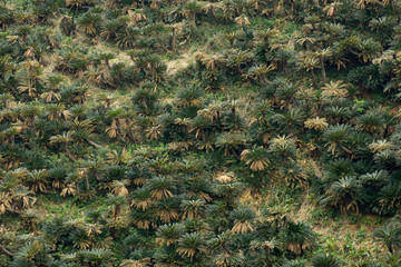 鹿児島県,奄美大島,ソテツ群生地