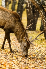 Deer eating in autumn birch forest