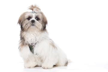 Chiot shih tzu assis sur fond blanc 