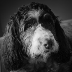 Dotty the Sproodle #1