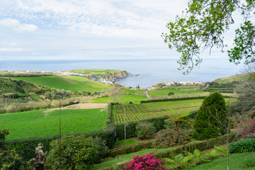 Naklejka premium Rural landscape with tea growing farm of Sao Miguel Island in the Azores.