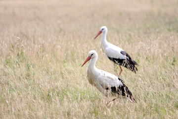 Obraz na płótnie Canvas two storks in nest