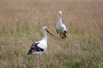 stork in the field