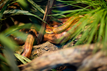 snake at a terrarium.