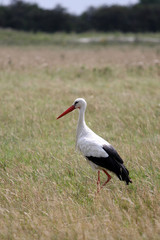 Obraz na płótnie Canvas white stork in the field