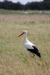 white stork in the field