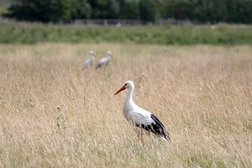 stork on grass
