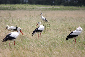 storks in nest