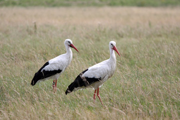 stork in the field