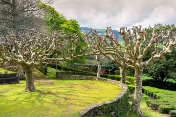 Rural landscape with tea growing farm of Sao Miguel Island in the Azores.