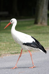 white stork standing in front of blue sky background