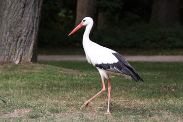 white stork on green grass
