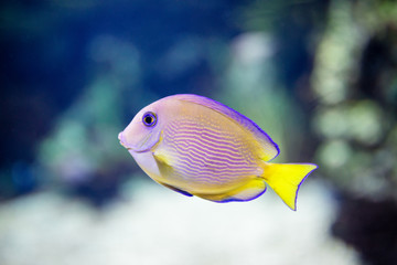 Exotic tropical fish purple Yellow fin surgeonfish.