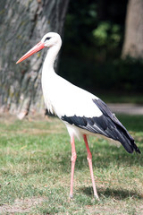 white stork on green grass