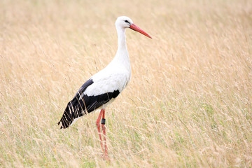 white stork in the field