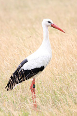 white stork in the field