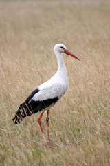 Obraz premium white stork in the field